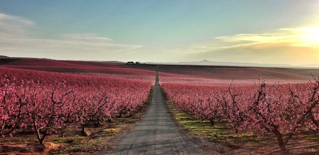 Campos de melocotoneros en flor en Aitona