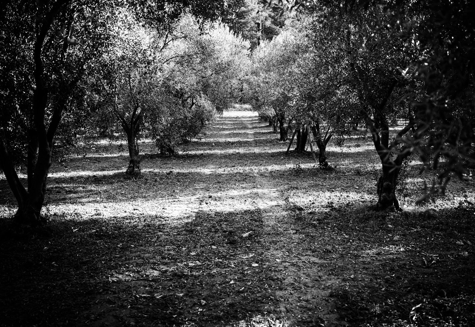 Fileres d'oliveres en un camp de secà de les Garrigues